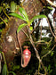 Nepenthes Talangensis x Spathulata * Planta de Jarro Tropical das Terras Altas * Raro * 5 Sementes *