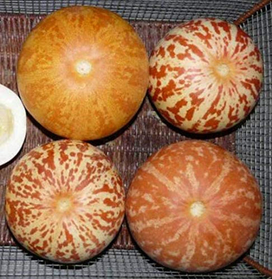Melone Tigro ~ Cucumis Melo ~ Ornamentale Commestibile Delizioso ~ Cantalupo Esotico ~ 10 Semi ~