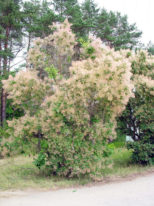 Cotinus Coggygria * Smoke Tree * Smoke Bush * Bonsai ornamentali * 10 semi *