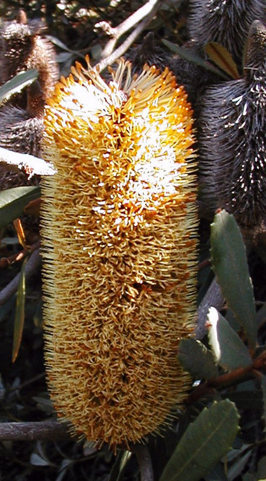 Banksia conferita