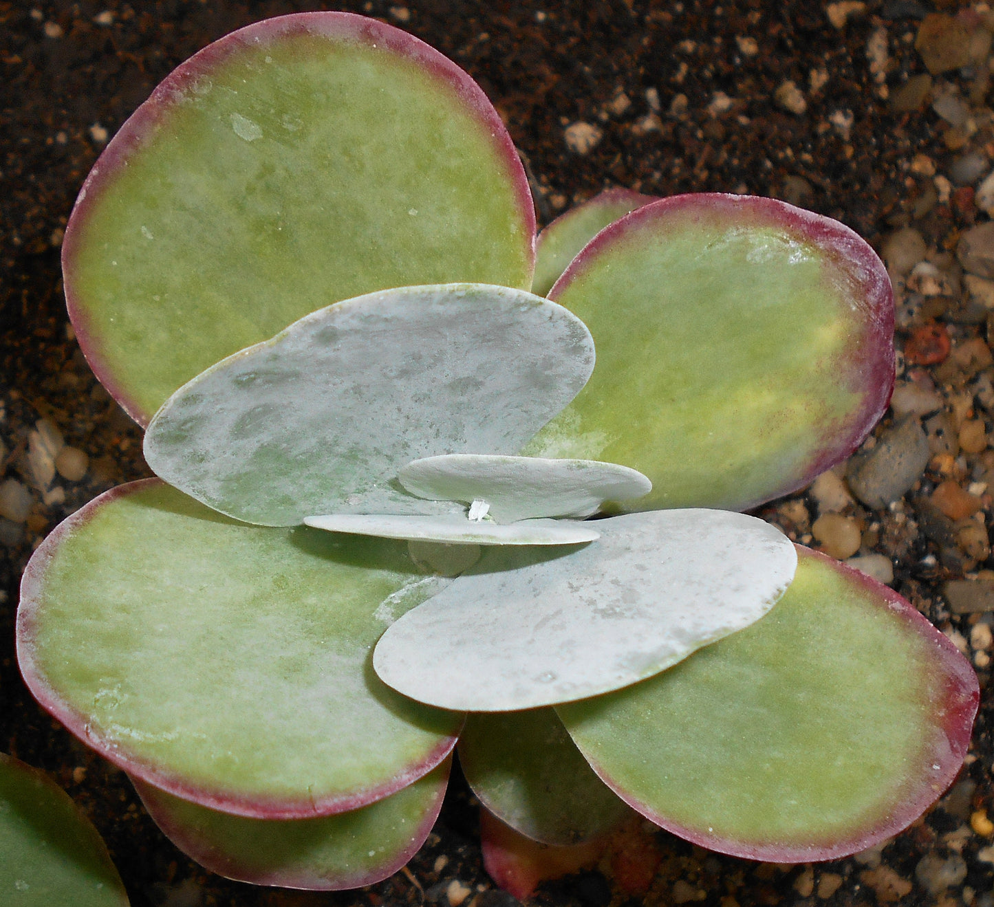 Kalanchoe Thyrsiflora * Flip Jacks Succulent * Paddle Plant * Rare * 10 Seeds *