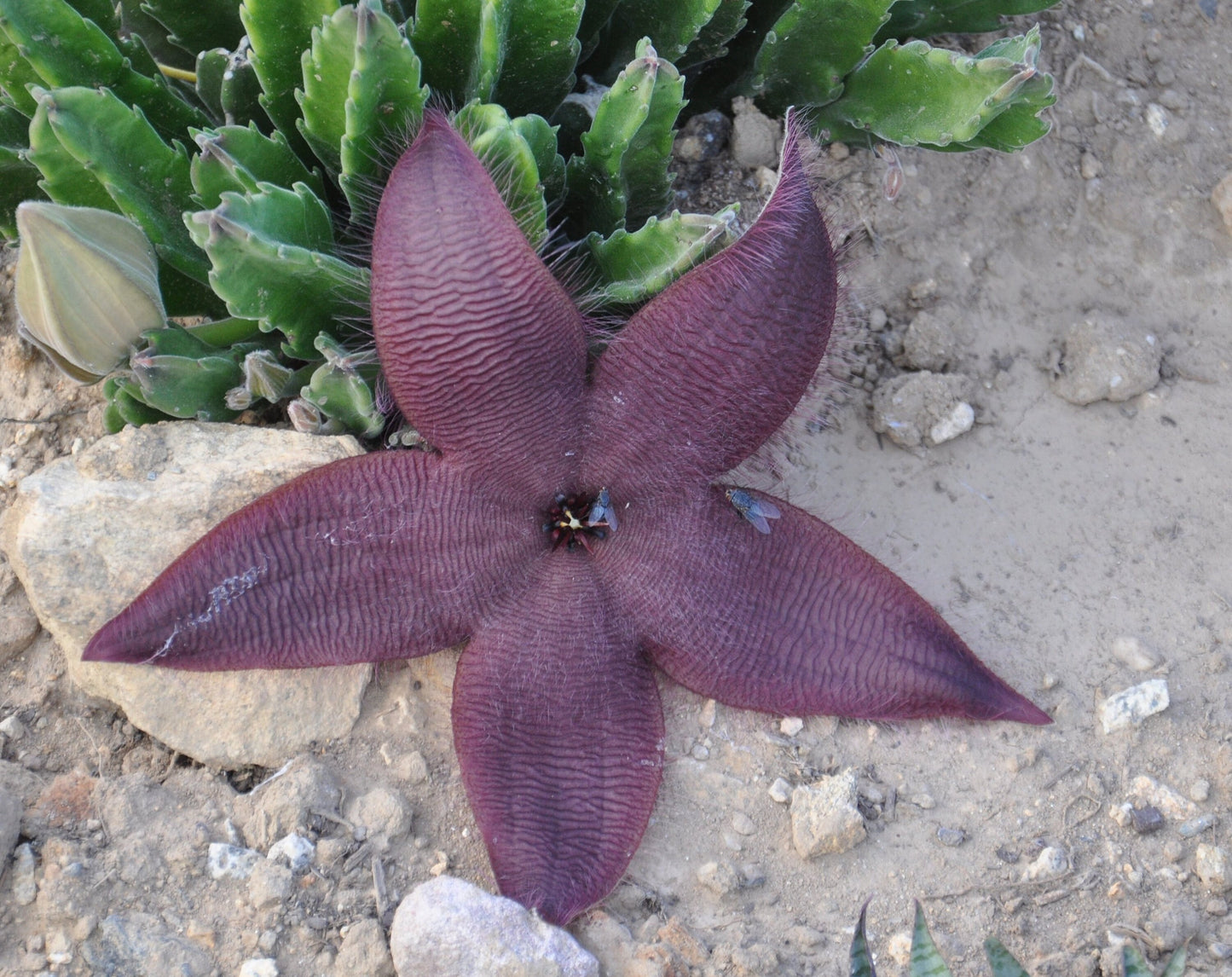 Stapelia Grandiflora * Pianta di rospo gigante * Incredibile succulenta * Rara * 3 semi