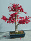Euonymus Europaeus * Spindle * Bonsai Tree * Unique * 5 Seeds Limited *