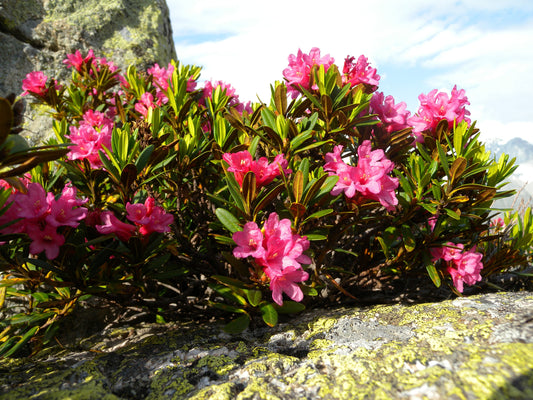Rhododendron Ferrugineum *アルペンローゼ*見事なバラのツツジの茂み* 50シード*
