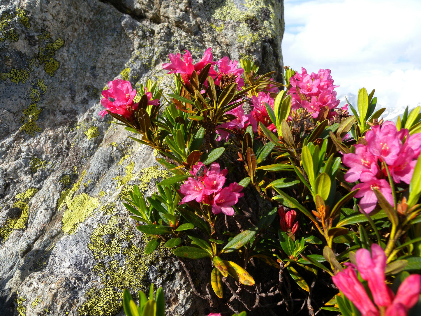 Rhododendron Ferrugineum * Alpenrose * Impressionante Rose Azalea Bush * 50 Sementes *