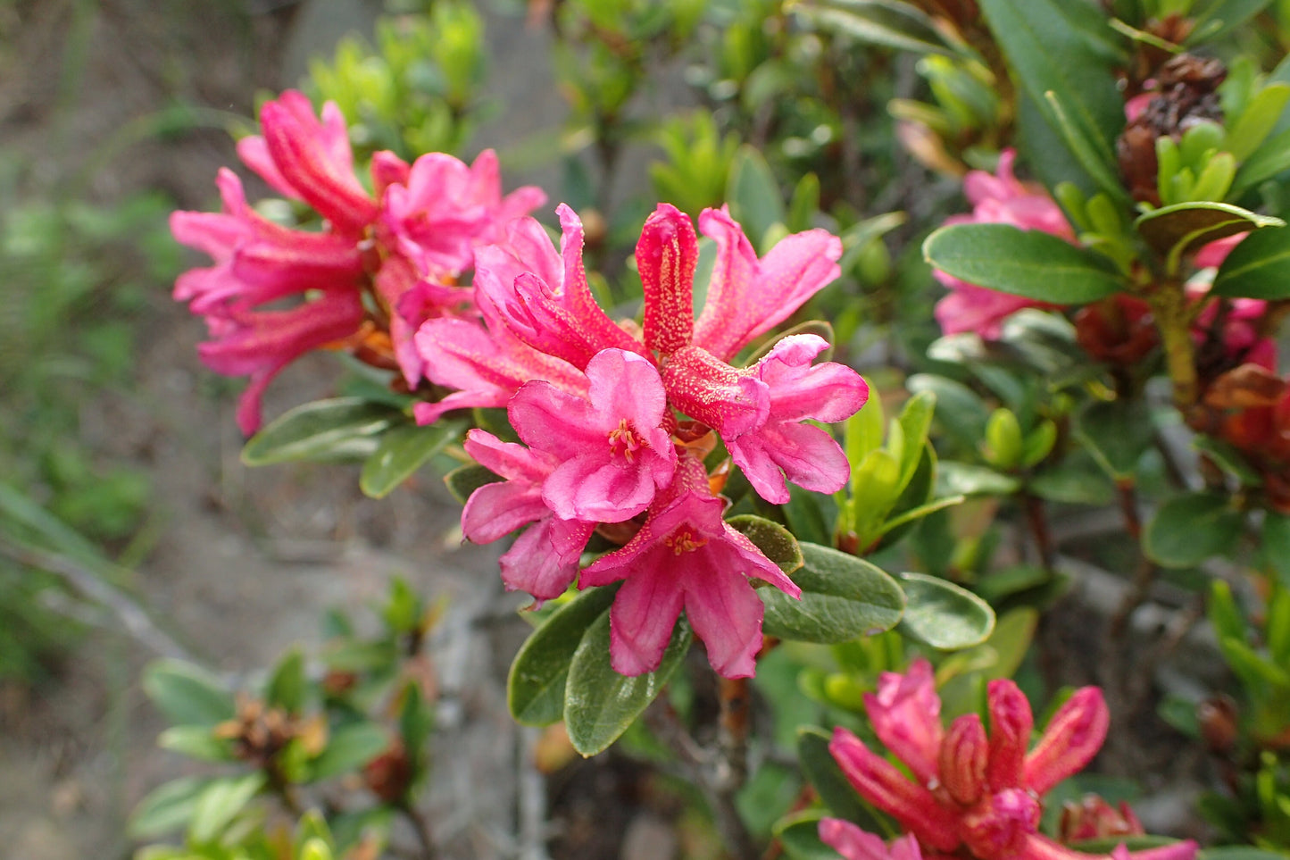 Rhododendron Ferrugineum *アルペンローゼ*見事なバラのツツジの茂み* 50シード*