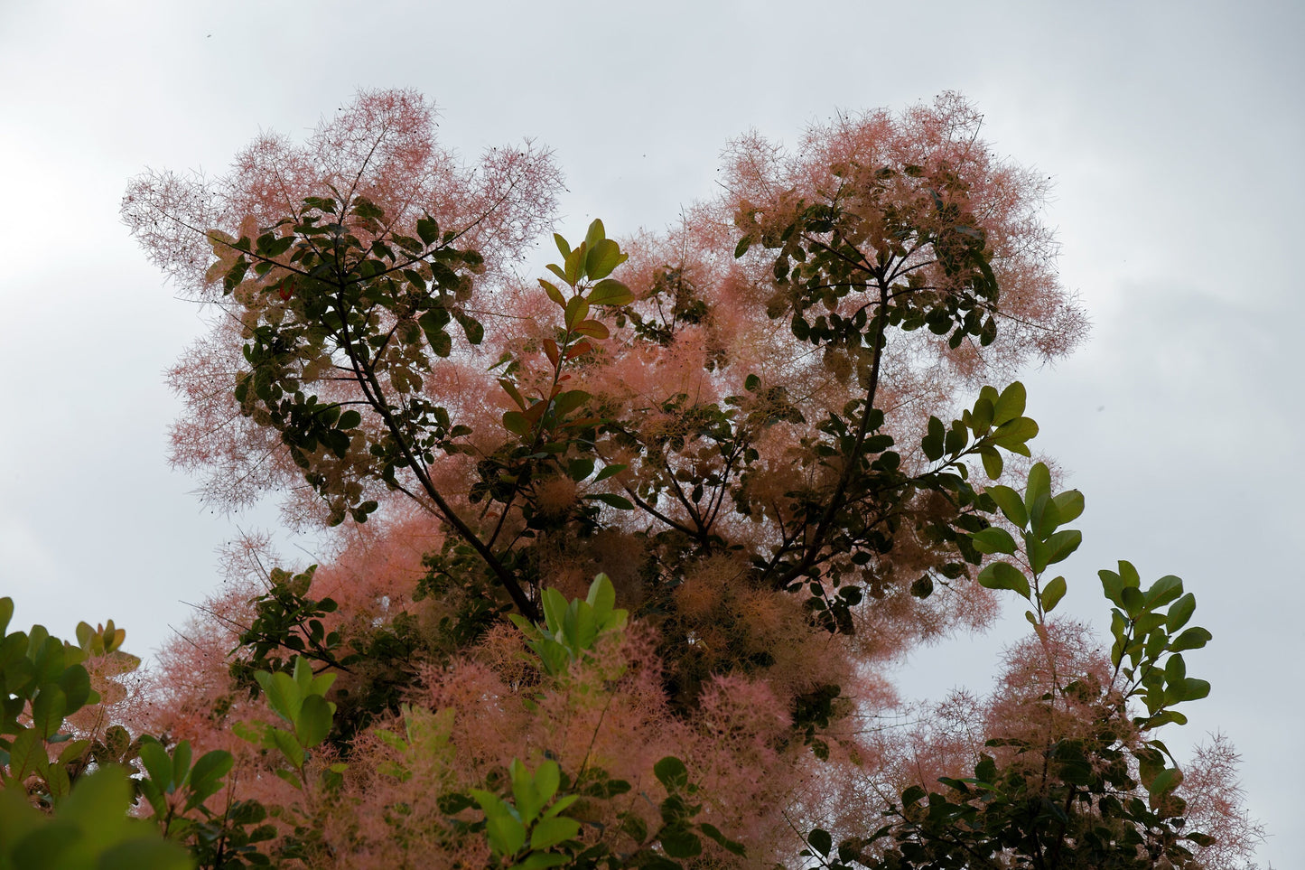 Cotinus Coggygria * Smoke Tree * Smoke Bush * Ornamental Bonsai * 10 Seeds *