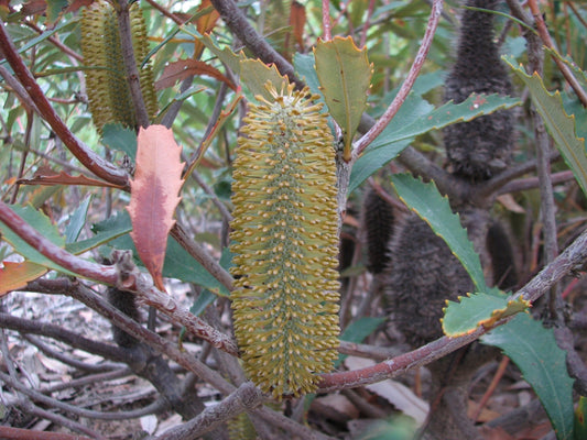 Banksia conferita