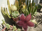 Stapelia Grandiflora * Giant Toad Plant * Amazing Succulent * Rare * 3 Seeds
