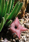 スタペリアグランディフローラ*巨大なヒキガエル植物*驚くべき多肉植物*珍しい* 3つの種子