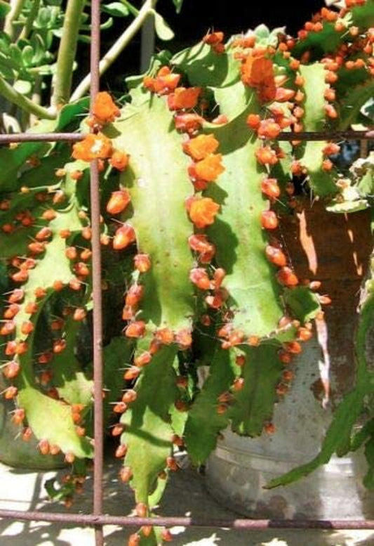 Rhipsalis Acanthorhipsalis Monacantha * Lepismium Pfeiffera Cacti * Orange Flower * 10 Seeds *
