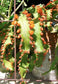Rhipsalis Acanthorhipsalis Monacantha * Lepismium Pfeiffera Cacti * Orange Flower * 10 Seeds *