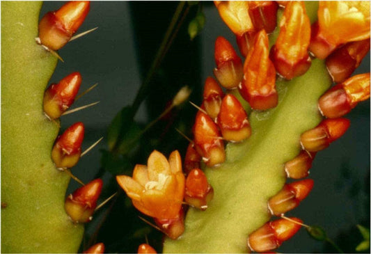 Rhipsalis Acanthorhipsalis Monacantha * Lepismium Pfeiffera Cacti * Fiore d'arancio * 10 semi *