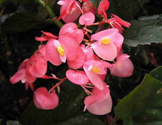 Begonia Coccinea * Angel Wing Begonia * Flores tropicais deslumbrantes * 10 sementes *