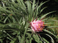 Ochagavia Carnea * Stunning Sub-Tropical Chilean Bromeliad * Very Rare * 5 Seeds *