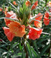 Oenothera Versicolor Sundrops Sunset Boulevard Evening Primrose Flower Rare 10 Seeds