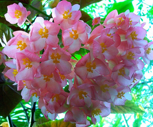 Begonia Coccinea * Angel Wing Begonia * Flores tropicais deslumbrantes * 10 sementes *