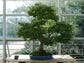 Acer Palmatum * Japanese Maple * Ornamental Bonsai Tree * Rare * 10 Seeds *