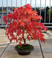 Acer Rubrum * Red Maple * Ornamental Bonsai Tree * Rare * 10 Seeds