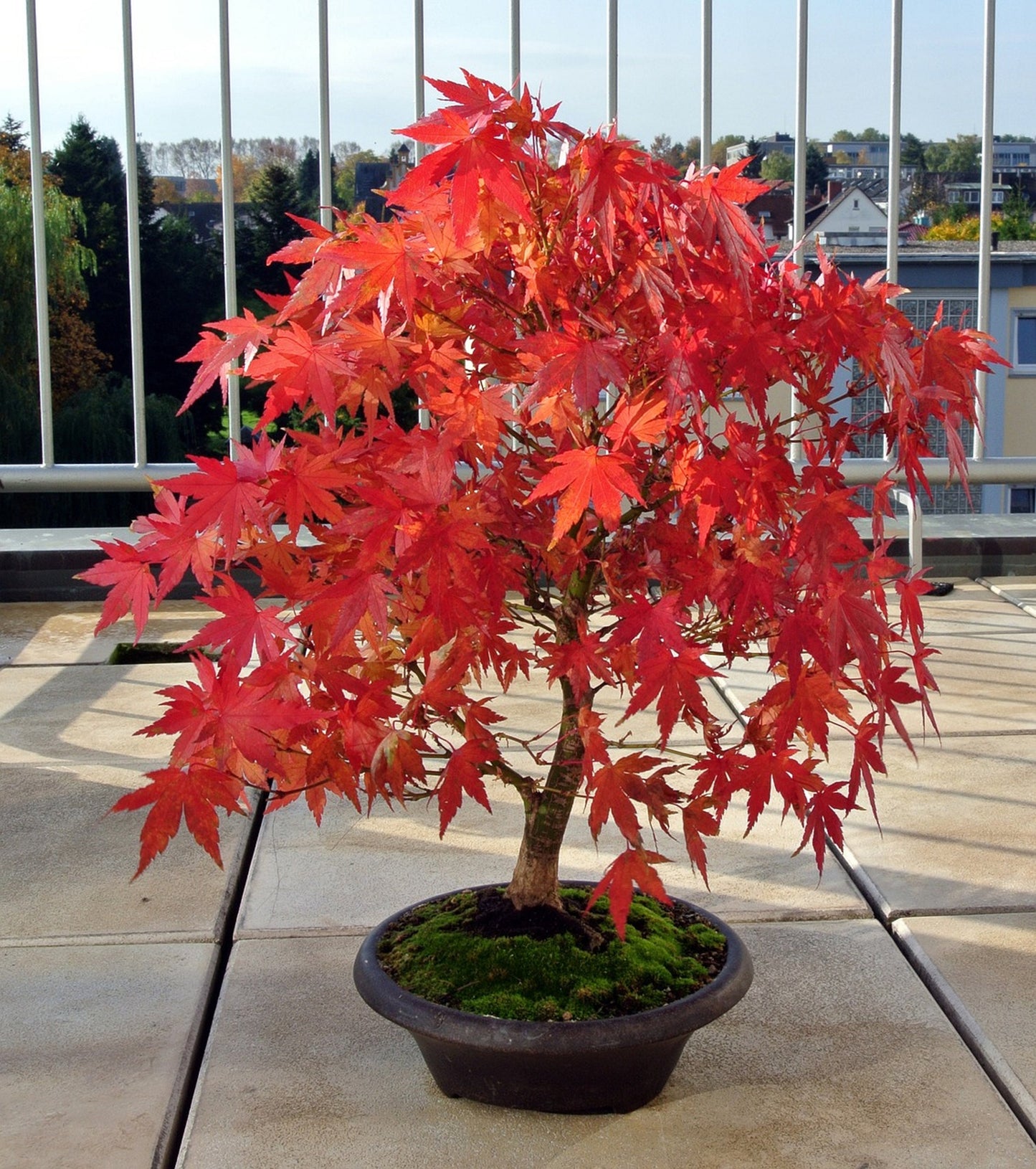 Acer Rubrum * Red Maple * Ornamental Bonsai Tree * Rare * 10 Seeds