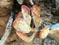 Adromischus Triflorus * Calico Hearts * Stunning Red Spots Succulent * 5 Seeds *
