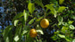 Ximenia Americana * Hog Plum * Sweet Almond Scent * Deciduous Shrub * Rare 3 Seeds *
