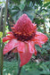 Etlingera Elatior * Pink Torch Ginger * Stunning Flowers * Rare * 5 Seeds *