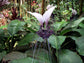 Tacca Integrifolia * White Bat Flower * Stunning Perennial Batflower * Rare * 5 Seeds *