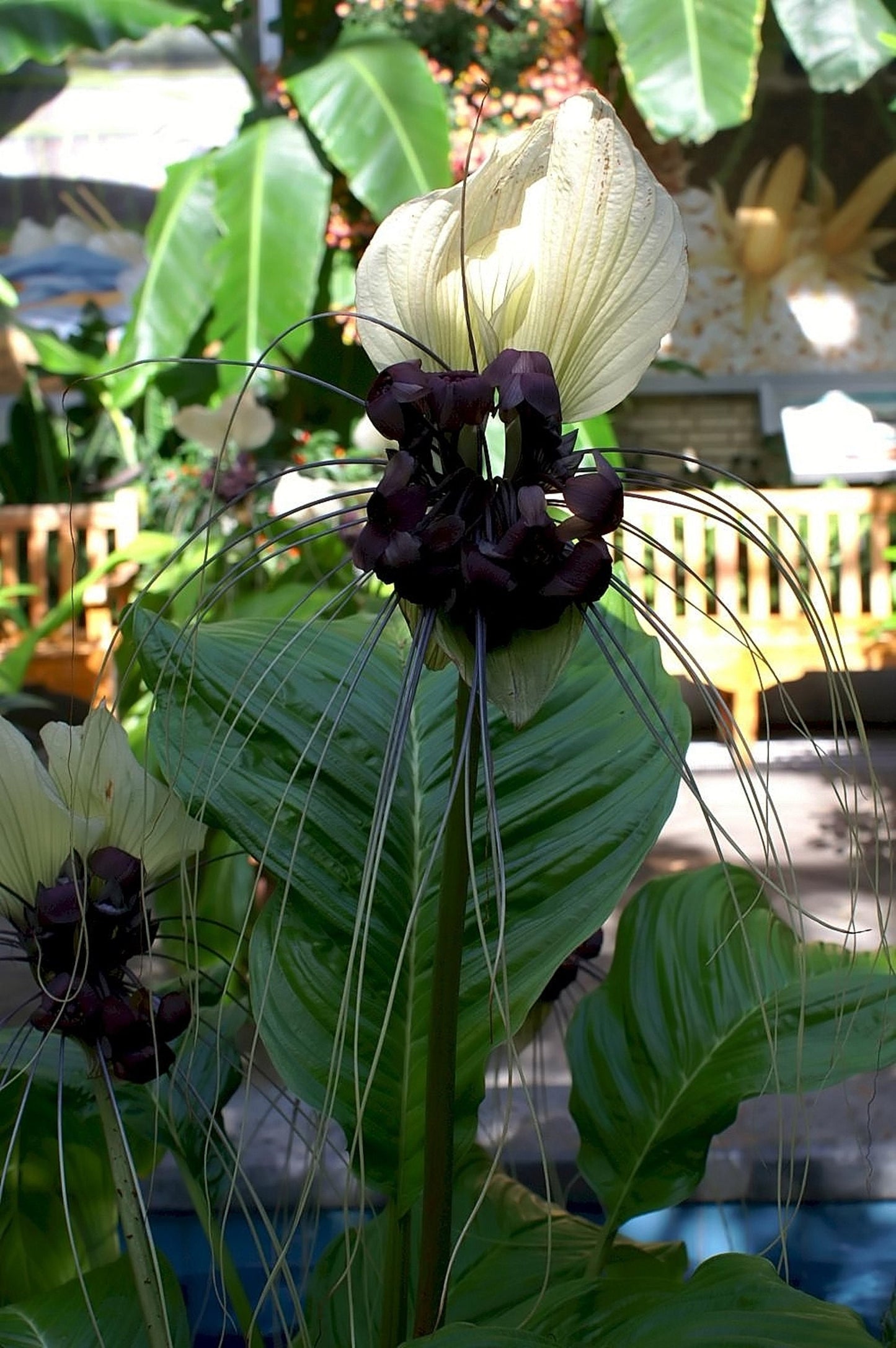 Tacca Integrifolia * White Bat Flower * Stunning Perennial Batflower * Rare * 5 Seeds *