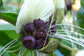 Tacca Integrifolia * Fiore di pipistrello bianco * Stupendo fiore di pipistrello perenne * Raro * 5 semi *