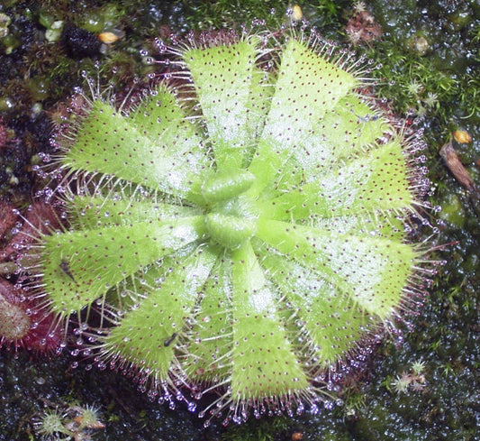 Drosera Admirabilis *亜熱帯南アフリカモウセンゴケ*食虫植物* 10種子*