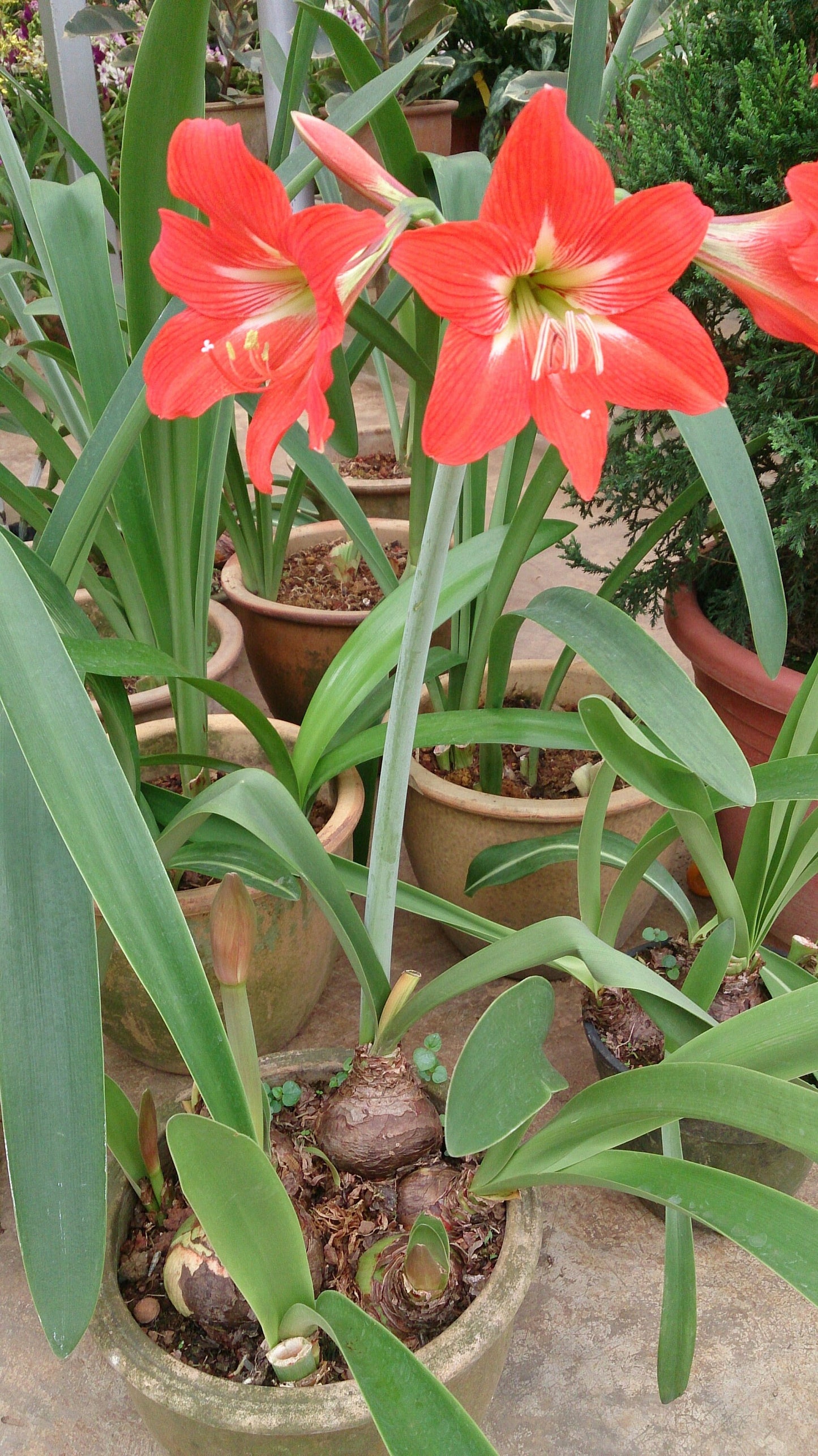 Hippeastrum Hybrid * Red White Amaryllis * Rare Tropical Flower Plant * 3 Seeds