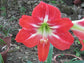 Hippeastrum Hybrid * Red White Amaryllis * Rare Tropical Flower Plant * 3 Seeds