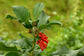 Iochroma Fuchsioides * Red Iochroma * Cloudforest Burning Bush * Ornamental * Rare * 10 Seeds *