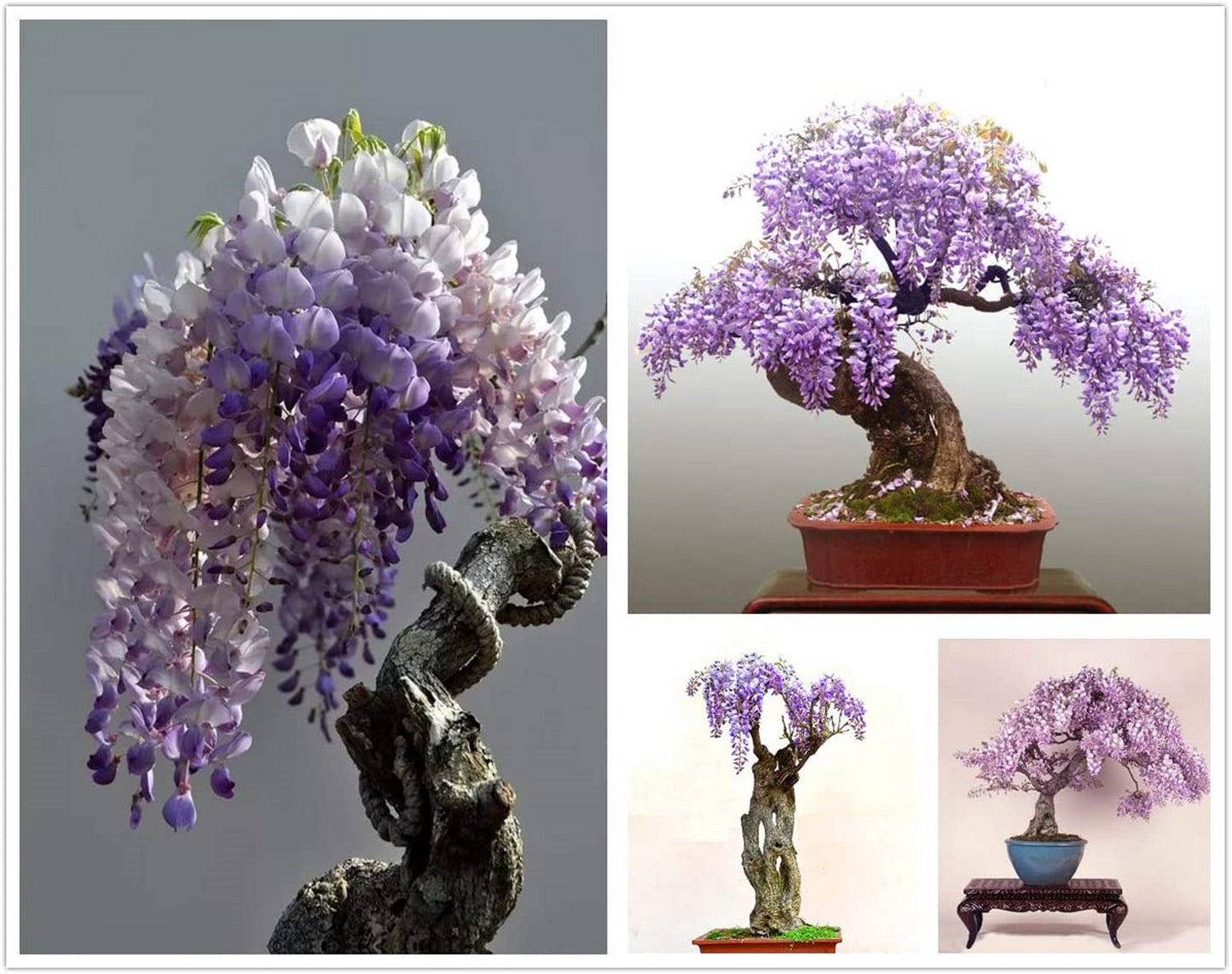 Wisteria Sinensis * Purple Chinese Wisteria * Flowering Bonsai Tree * Rare * 5 Seeds *
