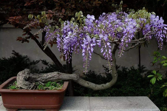 Wisteria Sinensis * Glicine cinese viola * Albero bonsai in fiore * Raro * 5 semi *