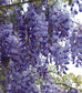 Wisteria Sinensis * Purple Chinese Wisteria * Flowering Bonsai Tree * Rare * 5 Seeds *