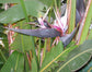 Strelitzia Nicolai * Uccello del paradiso bianco gigante * Tropicale * Esotico * 5 semi *