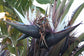 Strelitzia Nicolai * Uccello del paradiso bianco gigante * Tropicale * Esotico * 5 semi *