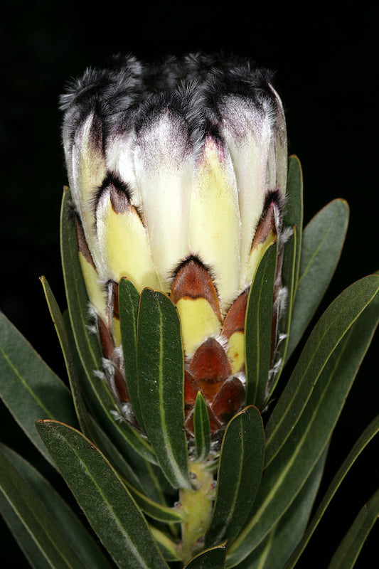 Protea Lepidocarpodendron *黒ひげのシュガーブッシュ*非常にまれ* 3シード*
