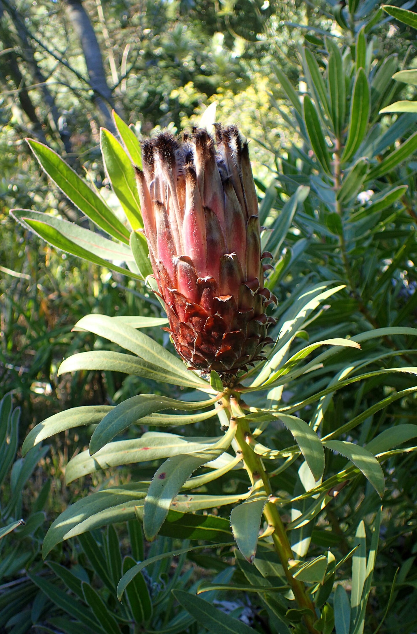 Protea Lepidocarpodendron * Black Bearded Sugarbush * Very Rare * 3 Seeds *