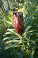 Protea Lepidocarpodendron * Black Bearded Sugarbush * Very Rare * 3 Seeds *