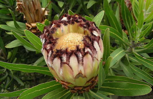 Protea Lepidocarpodendron * Zucchero barbuto nero * Molto raro * 3 semi *