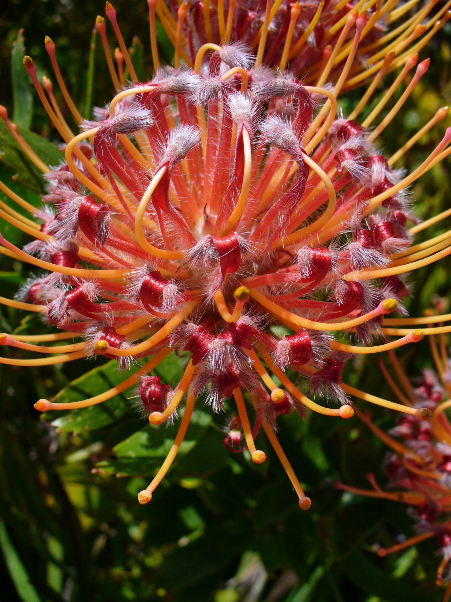 Leucospermum Cordifolium ~ Alfineteiro assentindo ~ Arbusto incrível ~ Raras 3 sementes ~