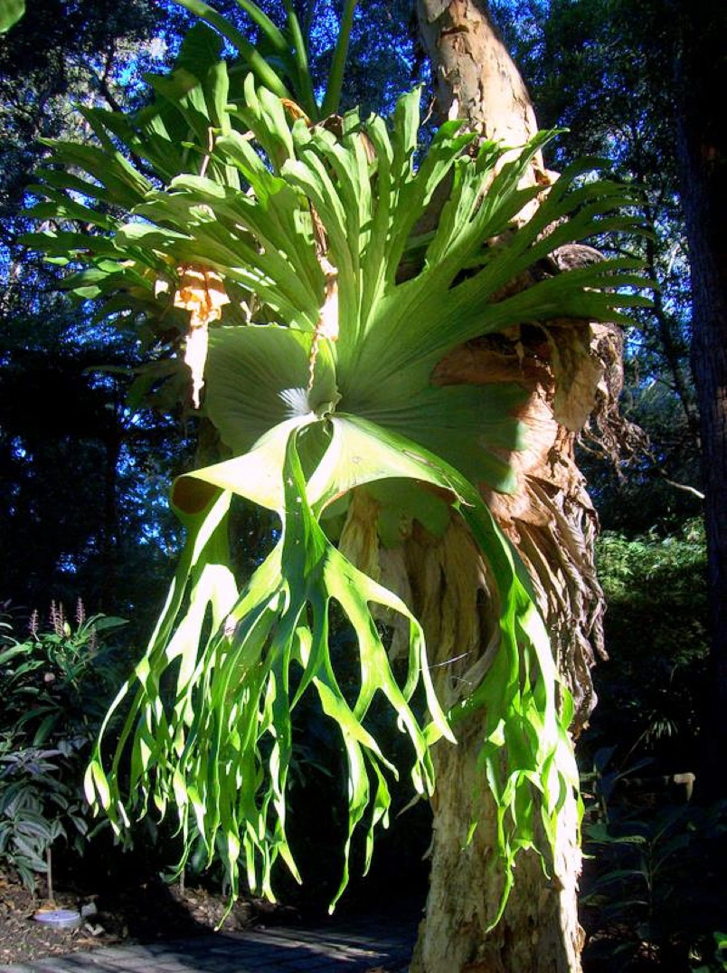 Platycerium Superbum * Giant Australian Staghorn Fern * Unusual Tropical Plant * 10 Tiny Seeds *