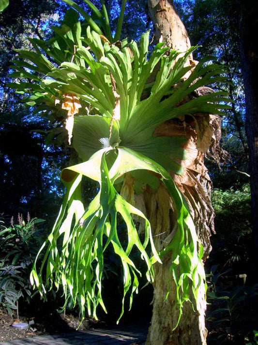 Platycerium Superbum * Giant Australian Staghorn Fern * Pianta tropicale insolita * 10 piccoli semi *