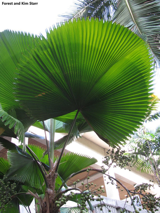 Licuala Grandis - La palma a ventaglio arruffata - Palma a ventaglio Vanuatu Palas - 5 semi