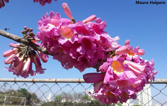 Handroanthus Impetiginosus - Flores Rosa Trombeta Árvore Ornamental - Lapacho / Taheebo - 5 Sementes