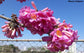 Handroanthus Impetiginosus - Pink Flowers Trumpet Ornamental Tree - Lapacho / Taheebo - 5 Seeds