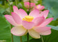 Nelumbo Nucifera - 5 Seeds - Sacred Indian Lotus - Water Lily - Aquatic Plant
